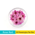 Macro di piccoli fiori di prugno essiccati rosso rosa in scatola per decorazione nail art - Confezione da 20 Pezzi / Rosa Rossa