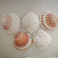 Cinque conchiglie naturali Queen Scallop in rosa e beige per decorazioni e artigianato - Capasanta Difettosa (Macchiata) / Circa 9-12cm 1 Pezzo Casuale
