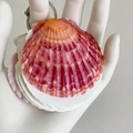 Taccuino a conchiglia con venature viola e arancioni e anello in metallo argento - Blocco Note in Conchiglia Rosa Piccolo / Circa 6-9 cm
