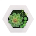 Artificial succulent wall decor in a white hexagonal frame with green moss base - Style 3E
