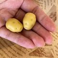 Hand holding two realistic miniature potato hair clips on vintage paper background - Plain Potato