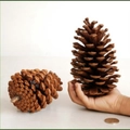 Natuurlijke grote dennenappels voor fotorekwisieten met echte schaal en textuur - 7-9CM