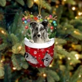 Sheltie-Hund im roten Weihnachtsstrumpf-Anhänger hängend am Weihnachtsbaum - Sheltie