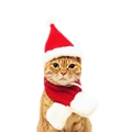 Christmas pet costume set with red Santa hat and plush scarf for cats and small dogs - S / Hat And Scarf Set
