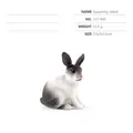 Realistic black and white miniature squatting rabbit figurine for farm animal sets - Black and White Squatting Rabbit 127-400