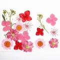Dettaglio di 12 fiori secchi Pink Flower Field per resina DIY e nail art decorativa - Mini Pacchetto di Fiori Rosa