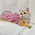 Détail d'un chat portant une robe fleurie rose avec dentelle en tulle et collier de perles - XS / Robe Fleurie Rose en Mesh