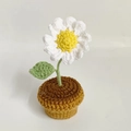 Handmade crochet white daisy potted plant with yellow center and green yarn leaves - Single Head Daisy Potted Plant Finished