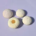 Set of four natural cream sea urchin shells for air plant DIY and home decor displays - Purple & White Sea Urchin Shell 3-4cm