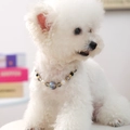 Elegant pet collar with labradortie and pearls worn by a white Bichon Frise dog - Gypsophila Crystal Beaded Necklace-Black