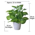 Artificial fittonia plant with green white leaves in a white spiral pot 28cm height - Medium Pot + Green Perilla Leaf