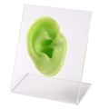 Neon green silicone ear model on clear acrylic display stand for jewelry and piercing - Green Right Ear