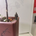 Makro-Detail einer Miniatur-Bronzefigur eines Schwertkämpfers auf einem Bonsai-Topfrand - Alter Heiler