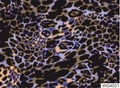 Water transfer nail sticker WG4031 featuring colorful leopard print in blue and yellow - WG4031