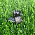 Hand-carved natural stone duck figurine in black and white pattern on green grass - Blue Flash / Labradorite
