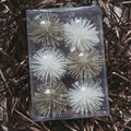 Set de 6 estrellas con purpurina champán y blanco en caja de plástico transparente - Estrella Erizo de Mar 6CM Mezclada Juego de 6 / 6CM/6 Piezas