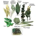 Macro view of assorted dried eucalyptus leaves and moss materials for floral DIY projects - Green Leaves 1 Box 33g