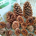 Natural pine cones assortment in various shapes and sizes for festive DIY Christmas decor - Natural US Pine Cone 12-14cm