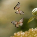 Brown and pink gradient mesh butterfly hair clips with elegant white pearl details - 2Pcs Butterfly Hair Clips Set