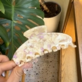Close-up of large acetate hair claw clip with pearlescent shell texture in off-white finish - Large / Toffee Fantasy Pink