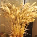 Lush bouquet of 100 stalks of light yellow dried pampas grass for home flower decoration - Setaria Grass (100pcs)