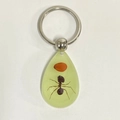 Teardrop resin keychain featuring a real ant specimen and a seed in light green tint - Red Bean Ant