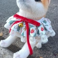Plaid pet bandana with festive Christmas patterns, red velvet bow and golden bell - Christmas Style B (Red Bow)