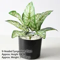 Artificial 9-head caladium plant in black pot with white pebbles, 30cm height - 9-Head Variegated Taro (Without Pot)
