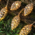 Silver pinecone LED string lights with warm glow on wooden branch for Christmas - 1.5m 10LEDs (Battery) / Silver Pinecone