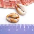 Natural gold electroplated cowrie shell pendant 1.5-2cm for DIY jewelry making - Cream Acrylic Double Sided Conch 13x18mm (17276)