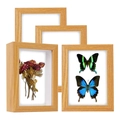 Modern hollow wood display frames for pressed flowers and butterfly specimens - 5x7 inches (12.7x17.8cm) / Natural Wood Color
