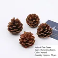 Natural 3-6cm pine cones for Christmas DIY decor, 20 pieces set in original brown finish - Natural Pinecones