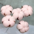 Detailed view of soft pink dried cotton flower heads with wire stems for floral decor - With Wire / Light Pink