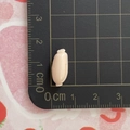 Mini-Obst-Anhänger aus beige Harz mit 1,8 cm Größenmessung auf einer Skala-Detail - Lotuswurzel