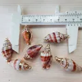 Makroaufnahme von natürlichen Spiralmuscheln mit vergoldeten Kanten und Metallringen - Dunkelrot geränderte kurze rote Ring-Felsenschnecke