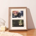 Detail of wooden air plant frame featuring light wood texture and natural Tillandsia - 2-Grid Frame (Plants Not Included) / Coffee Wood