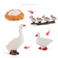 Educational duck growth cycle model set showing four life stages on white background - Growth Cycle of Duck Models Set
