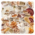 Waterproof vintage mushroom stickers in various natural shades for DIY decoration - Mushroom-50pcs