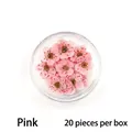 Macro shot of 20 pieces pink dried plum blossoms for nail art in a clear round box - 20 Pcs Pack / Pink