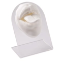 Modello di bocca e lingua in silicone bianco con supporto in acrilico per piercing - Bocca con Lingua Fuori e Supporto / Bianco