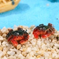 Miniature realistic red crab resin figurine for ocean themed micro landscape decor - Crab