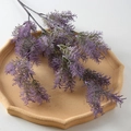 Penglai Pine Purple