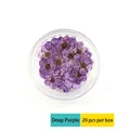 Detail of dark purple dried plum blossoms for nail art in a transparent round box 20pcs - 20 Pcs Pack / Dark Purple