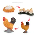 Educational animal life cycle model set showing rooster growth from eggs to adult - Growth Cycle of Rooster Set 58.5g