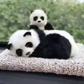 Detailed view of lifelike mother and baby panda plush toys with soft faux fur texture - Panda Parent-Child Set