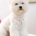 Elegant pet pearl necklace with large heart rhinestone pendant on a white dog - Diamond Heart Noble Pearl Necklace