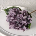 Rose Purple