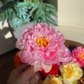 Vista de pinzas para el cabello con peonías artificiales de colores y pétalos de seda - Pétalos Rosa Claro - Pinza de Flor Artificial