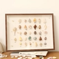 Cornice in noce scuro con diversi campioni naturali di conchiglie e lumache di mare - Profondità 5cm Noce/Kit Accessori (Colla/Nastro/LED)