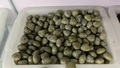 Polished green heart-shaped natural crystal stones in bulk wholesale packaging - Straw Yellow Turquoise